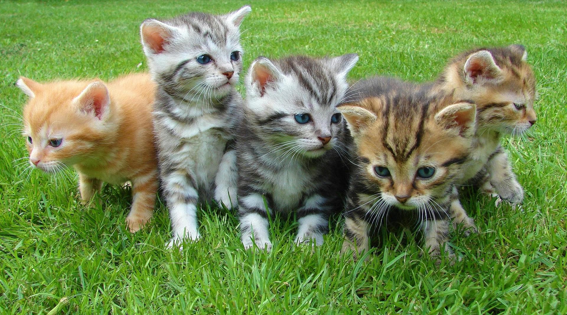 Specialist Vets in Poughkeepsie