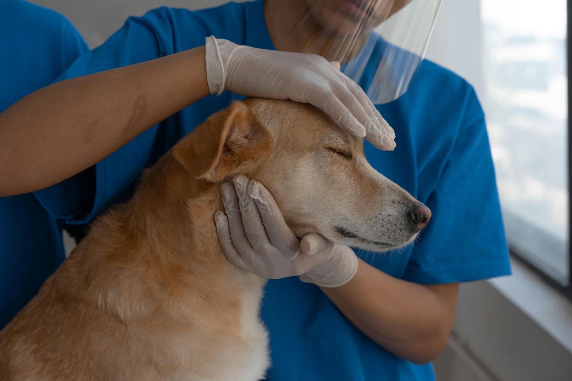 Specialist Vets in Poughkeepsie